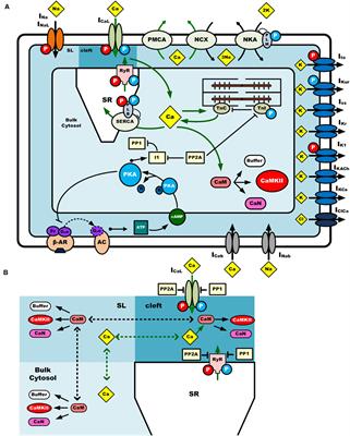 A Mathematical Model of the Mouse Atrial Myocyte With Inter-Atrial Electrophysiological Heterogeneity